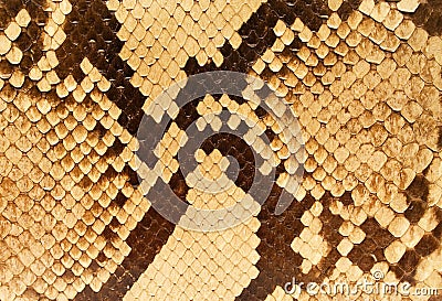 Textures â€“ Snakeskin (Close) Stock Photo